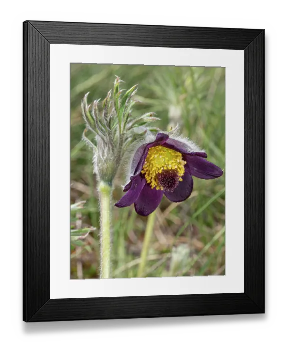 Framed Print : Mountain pasque flower (Pulsatilla montana) in flower on hillside, Abruzzo, Italy. May