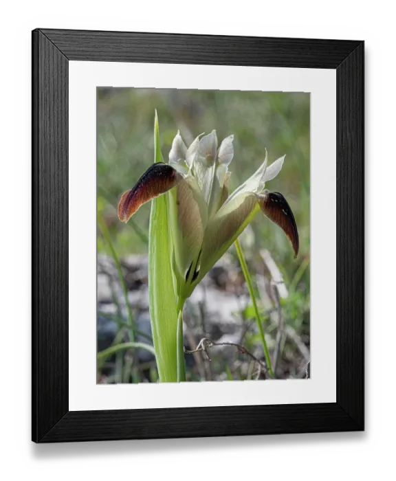 Framed Print : Widow iris (Iris tuberosa) in flower, Monte St Angelo, Gargano, Puglia, Italy. April Framed Print : Widow iris (Iris tuberosa) in flower, Monte St Angelo, Gargano, Puglia, Italy. April