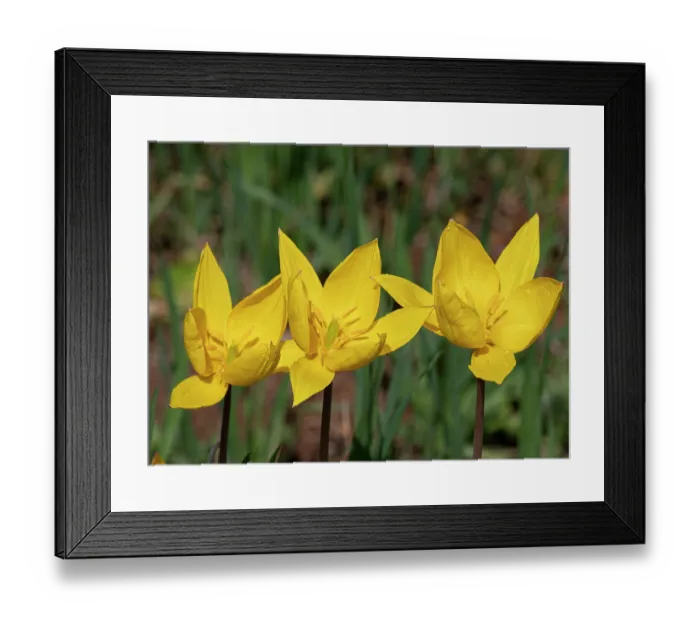 Framed Print : Yellow tulips (Tulipa sylvestris) in flower in grassland, nr. Monte St Angelo, Gargano, Puglia, Italy. April