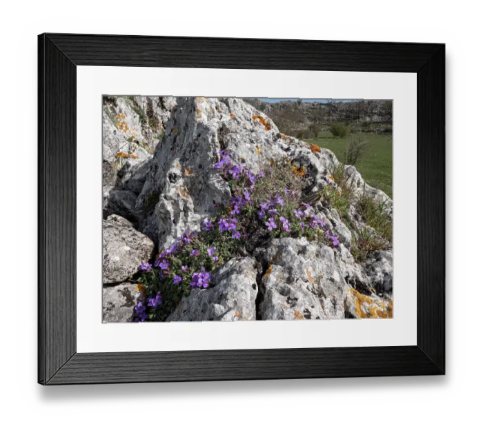Framed Print : Gargano aubrieta (Aubrieta columnae italica) in flower among limestone rocks, Monte St Angelo, Gargano, Italy. April Framed Print : Gargano aubrieta (Aubrieta columnae italica) in flower among limestone rocks, Monte St Angelo, Gargano, Italy. April