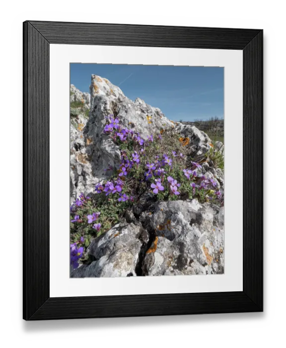Framed Print : Gargano aubrieta (Aubrieta columnae italica) in flower among limestone rocks, Monte St Angelo, Gargano, Italy. April Framed Print : Gargano aubrieta (Aubrieta columnae italica) in flower among limestone rocks, Monte St Angelo, Gargano, Italy. April