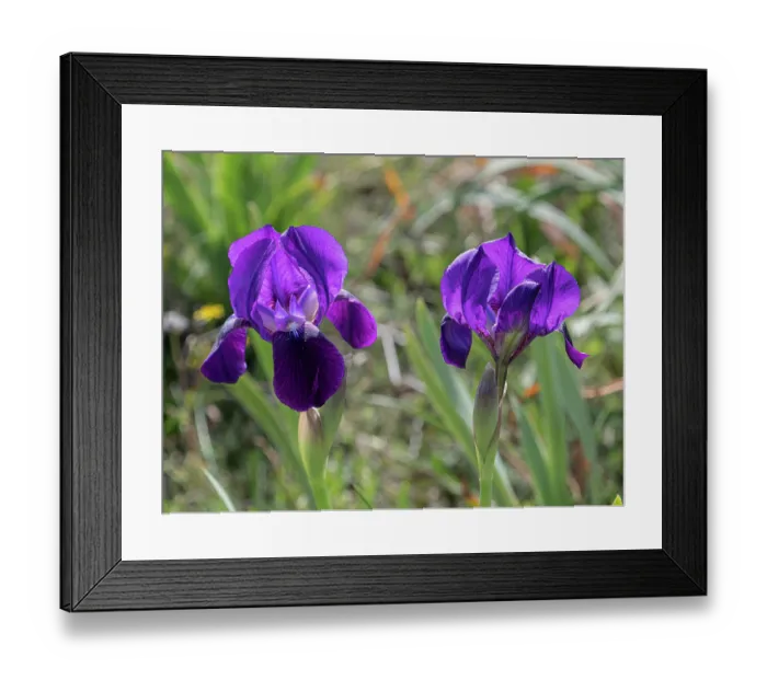 Framed Print : Twin-flowered iris (Iris bicapitata) in flower, Gargano, Puglia, Italy. April Framed Print : Twin-flowered iris (Iris bicapitata) in flower, Gargano, Puglia, Italy. April