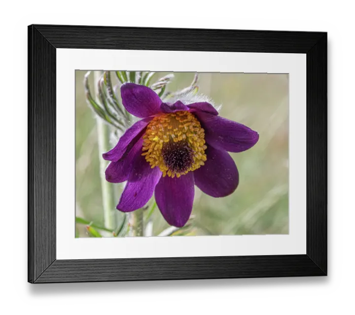 Framed Print : Mountain pasque flower (Pulsatilla montana) in flower on hillside, Abruzzo, Italy. May Framed Print : Mountain pasque flower (Pulsatilla montana) in flower on hillside, Abruzzo, Italy. May