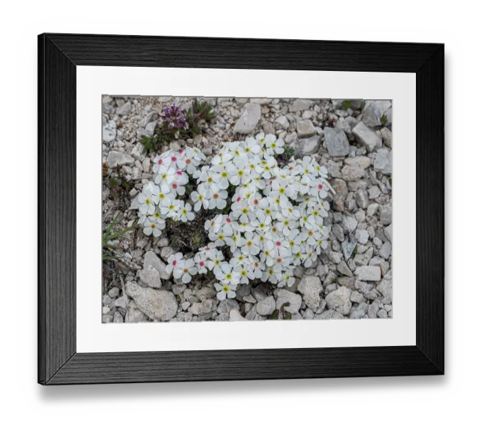 Framed Print : Rock jasmine (Androsace villosa) in flower on gravel, Gran Sasso, Abruzzo, Italy. May Framed Print : Rock jasmine (Androsace villosa) in flower on gravel, Gran Sasso, Abruzzo, Italy. May