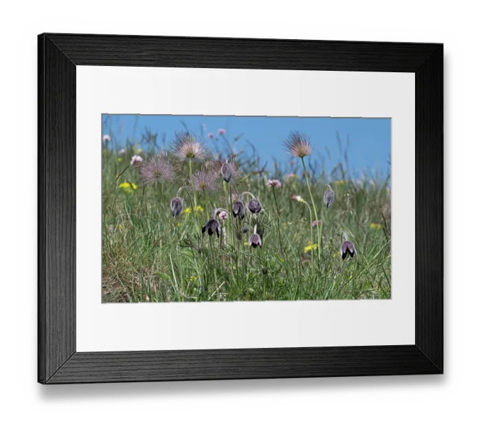 Framed Print : Mountain pasque flower (Pulsatilla montana) flowers and seedheads on hillside, Abruzzo, Italy. May Framed Print : Mountain pasque flower (Pulsatilla montana) flowers and seedheads on hillside, Abruzzo, Italy. May