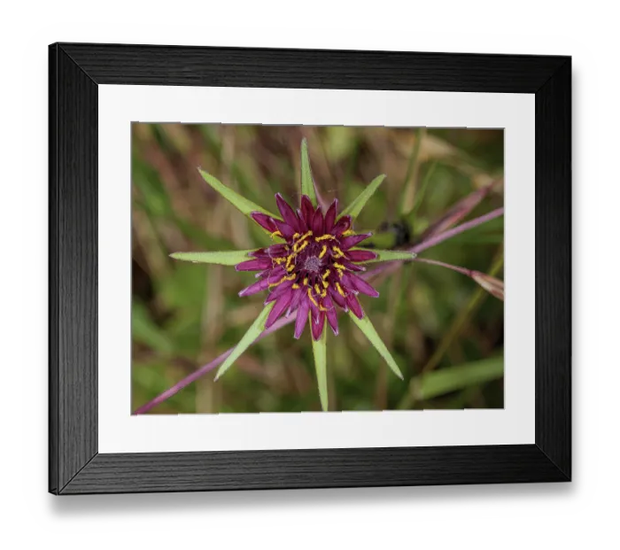 Framed Print : Pasture goatsbeard (Tragopogon hybridum) in flower, Podere Montecucco, Orvieto, Umbria, Italy. June. Focus stacked Framed Print : Pasture goatsbeard (Tragopogon hybridum) in flower, Podere Montecucco, Orvieto, Umbria, Italy. June. Focus stacked