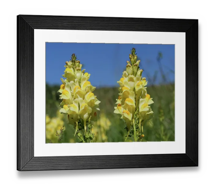 Framed Print : Common toadflax (Linaria vulgaris) in flower, Monti della Laga, Abruzzo, Italy. June Framed Print : Common toadflax (Linaria vulgaris) in flower, Monti della Laga, Abruzzo, Italy. June