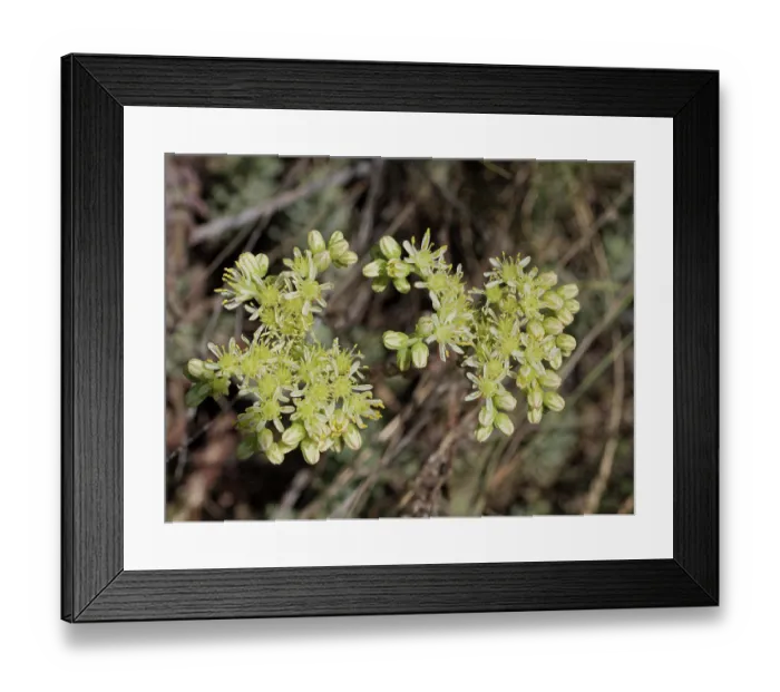 Framed Print : Pale stonecrop (Petrosedum sediforme) in flower, Briancon, Haute-Alpes, France. July Framed Print : Pale stonecrop (Petrosedum sediforme) in flower, Briancon, Haute-Alpes, France. July