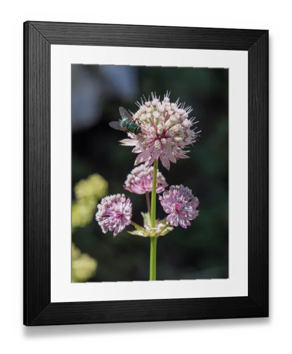 Framed Print : Masterwort (Astrantia major) in flower, Jura, Switzerland. July. Focus stacked Framed Print : Masterwort (Astrantia major) in flower, Jura, Switzerland. July. Focus stacked