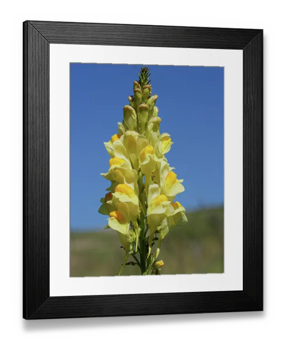 Framed Print : Common toadflax (Linaria vulgaris) in flower, Monti della Laga, Abruzzo, Italy. June Framed Print : Common toadflax (Linaria vulgaris) in flower, Monti della Laga, Abruzzo, Italy. June