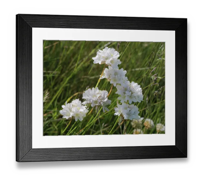 Framed Print : Mountain thrift (Armeria gracilis) in flower in high pasture, Monti della Laga, Abruzzo, Italy. June