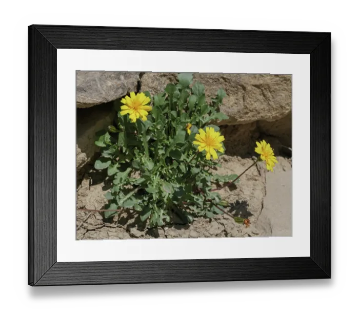 Framed Print : Robert's catsear (Hypochaeris robertia) in flower among rocks, Monti della Laga, Abruzzo, Italy. June Framed Print : Robert's catsear (Hypochaeris robertia) in flower among rocks, Monti della Laga, Abruzzo, Italy. June