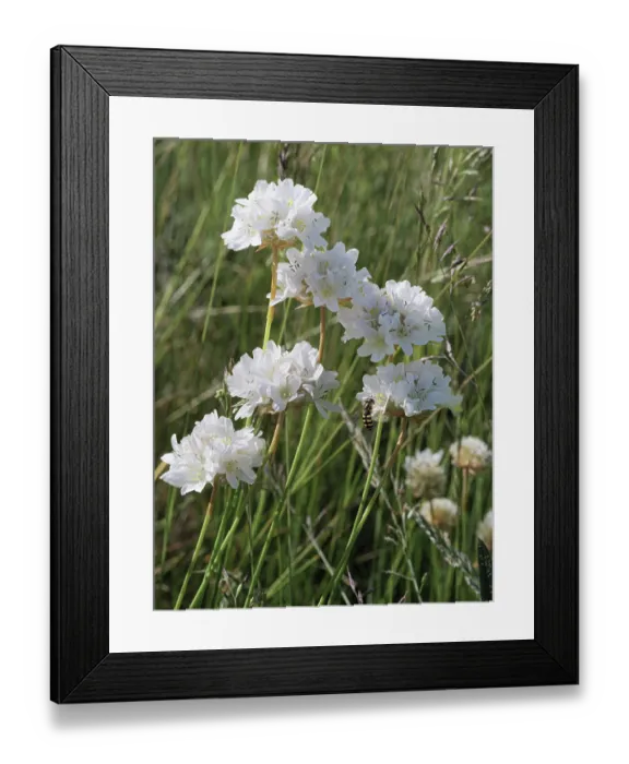 Framed Print : Mountain thrift (Armeria gracilis) in flower in high pasture, Monti della Laga, Abruzzo, Italy. June Framed Print : Mountain thrift (Armeria gracilis) in flower in high pasture, Monti della Laga, Abruzzo, Italy. June