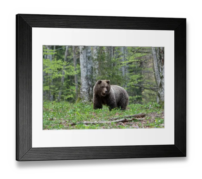 Framed Print : Eurasian brown bear (Ursus arctos arctos) female, walking through woodland clearing, Slovenia. May Framed Print : Eurasian brown bear (Ursus arctos arctos) female, walking through woodland clearing, Slovenia. May