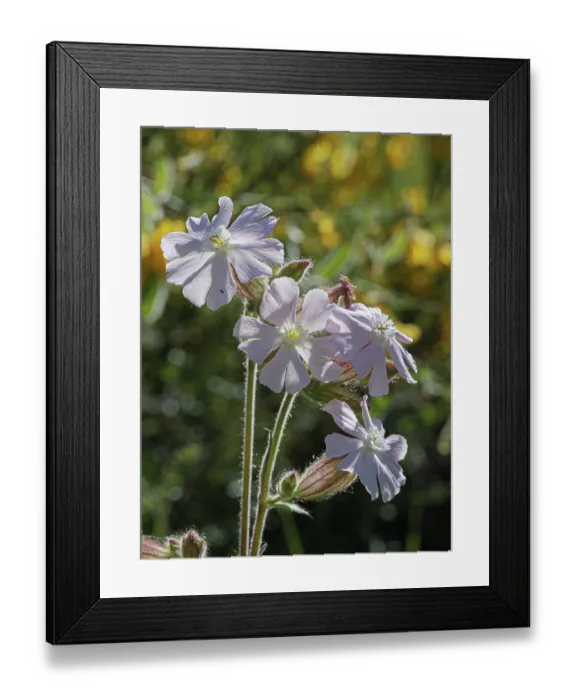 Framed Print : Silene x hampeana, a natural hybrid between Red campion (Silene dioica) and White campion (Silene latifolia) in flower, Monti della Laga, Abruzzo, Italy. June