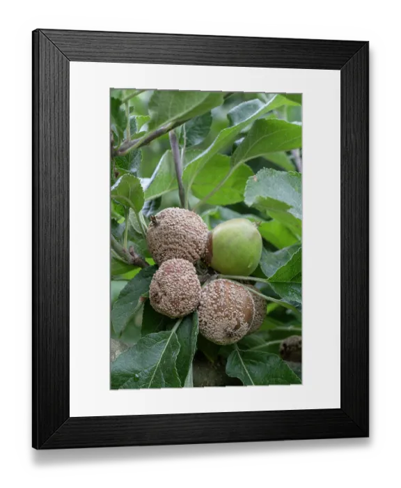 Framed Print : Brown rot fungus (Monilinia fructicola) growing on Apples (Malus sp.), Surrey, UK. July Framed Print : Brown rot fungus (Monilinia fructicola) growing on Apples (Malus sp.), Surrey, UK. July