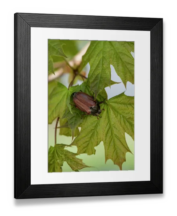 Framed Print : Cockchafer (Melolontha melolontha) resting on a leaf, Slovenia. May Framed Print : Cockchafer (Melolontha melolontha) resting on a leaf, Slovenia. May