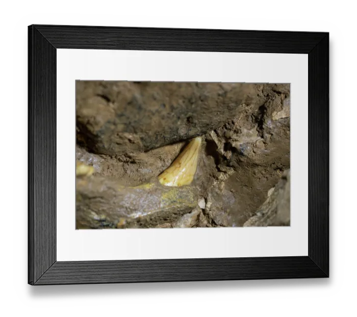 Framed Print : Cave bear (Ursus spelaeus) canine tooth fossil embedded in roof of Krizna Jama cave, Slovenia. May, 2023 Framed Print : Cave bear (Ursus spelaeus) canine tooth fossil embedded in roof of Krizna Jama cave, Slovenia. May, 2023