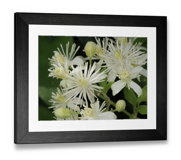 Framed Print : Old man's beard (Clematis vitalba) in flower, Podere Montecucco, Orvieto, Umbria, Italy. September Framed Print : Old man's beard (Clematis vitalba) in flower, Podere Montecucco, Orvieto, Umbria, Italy. September