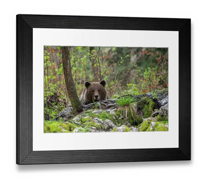 Framed Print : Eurasian brown bear (Ursus arctos arctos) resting in woodland, Slovenia. May Framed Print : Eurasian brown bear (Ursus arctos arctos) resting in woodland, Slovenia. May