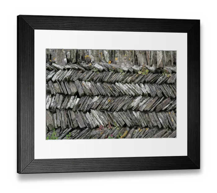 Framed Print : Navelwort (Umbilicus rupestris) growing on traditional herringbone pattern drystone wall, North Cornwall, UK. May