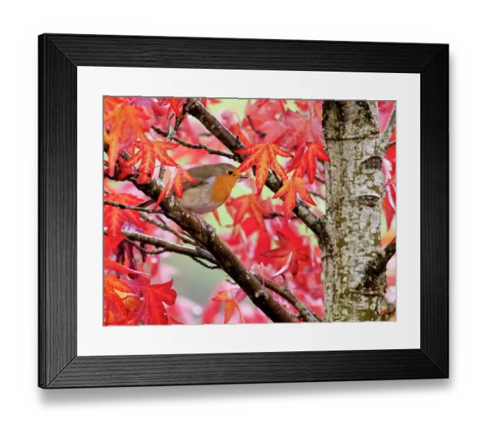 Framed Print : Robin (Erithacus rubecula) perched in Sweetgum (Liquidambar styraciflua) tree, Ambleside, Lake District, Cumbria, UK. October