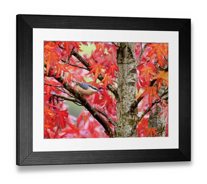 Framed Print : Eurasian nuthatch (Sitta europaea) perched in Sweetgum (Liquidambar styraciflua) tree, Ambleside, Lake District, Cumbria, UK. October Framed Print : Eurasian nuthatch (Sitta europaea) perched in Sweetgum (Liquidambar styraciflua) tree, Ambleside, Lake District, Cumbria, UK. October