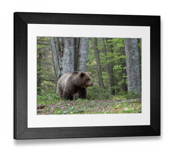Framed Print : Eurasian brown bear (Ursus arctos arctos) female, standing in woodland clearing, Slovenia. May Framed Print : Eurasian brown bear (Ursus arctos arctos) female, standing in woodland clearing, Slovenia. May