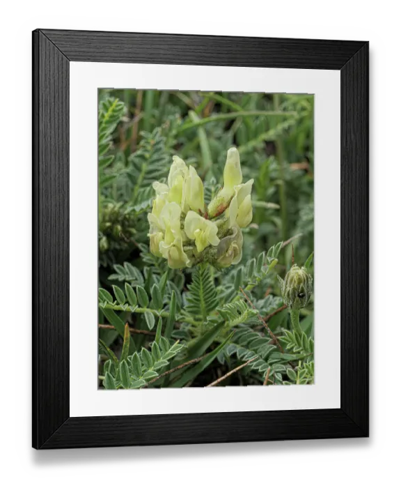 Framed Print : Field locoweed (Oxytropis campestris) in flower, Monti della Laga, Abruzzo, Italy. June Framed Print : Field locoweed (Oxytropis campestris) in flower, Monti della Laga, Abruzzo, Italy. June