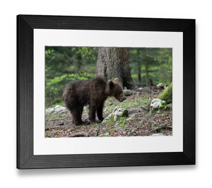 Framed Print : Eurasian brown bear (Ursus arctos arctos) juvenile, standing in woodland, Slovenia. May Framed Print : Eurasian brown bear (Ursus arctos arctos) juvenile, standing in woodland, Slovenia. May