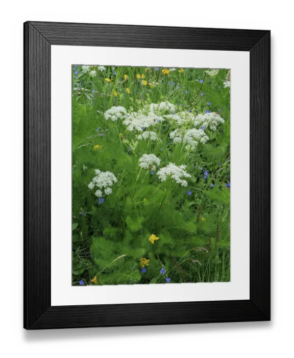 Framed Print : Bald money (Meum athamanticum) in flower in grassland, Monti della Laga, Abruzzo, Italy. June Framed Print : Bald money (Meum athamanticum) in flower in grassland, Monti della Laga, Abruzzo, Italy. June
