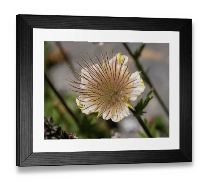 Framed Print : Alpine avens (Geum montanum) in flower, Col du Galibier, Hautes-Alpes, France. July Framed Print : Alpine avens (Geum montanum) in flower, Col du Galibier, Hautes-Alpes, France. July