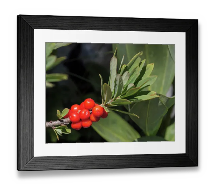 Framed Print : Mezeron (Daphne mezereon) berries on branch, La Dole, Jura, Switzerland. July Framed Print : Mezeron (Daphne mezereon) berries on branch, La Dole, Jura, Switzerland. July