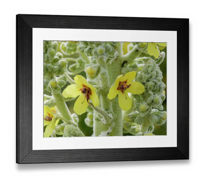 Framed Print : White mullein (Verbascum lychnitis) in flower, Monti della Laga, Abruzzo, Italy. June Framed Print : White mullein (Verbascum lychnitis) in flower, Monti della Laga, Abruzzo, Italy. June