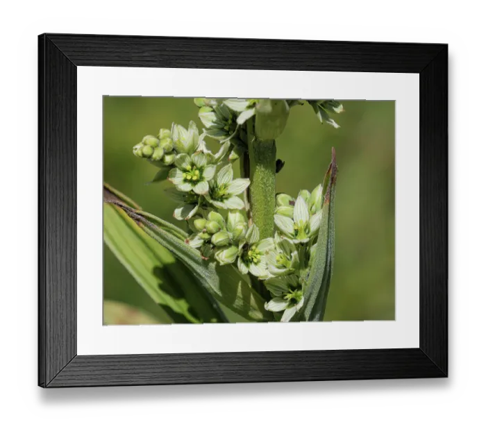 Framed Print : White false helleborine (Veratrum album) in flower, Mt Dole, Jura, Switzerland. July Framed Print : White false helleborine (Veratrum album) in flower, Mt Dole, Jura, Switzerland. July