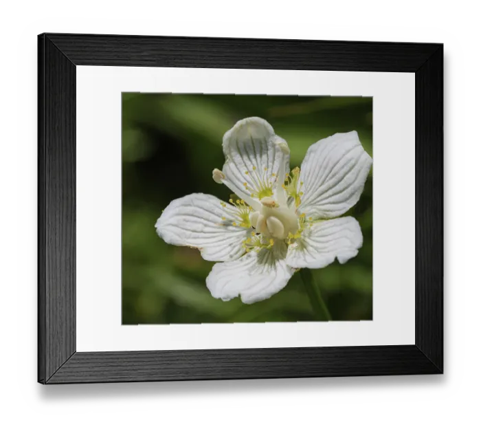 Framed Print : Grass of Parnassus (Parnassia palustris) flower, Jura, Switzerland. July Framed Print : Grass of Parnassus (Parnassia palustris) flower, Jura, Switzerland. July