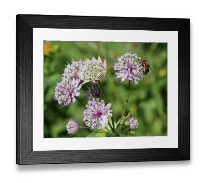 Framed Print : Masterwort (Astrantia major) in flower, Jura, Switzerland. July. Focus stacked Framed Print : Masterwort (Astrantia major) in flower, Jura, Switzerland. July. Focus stacked