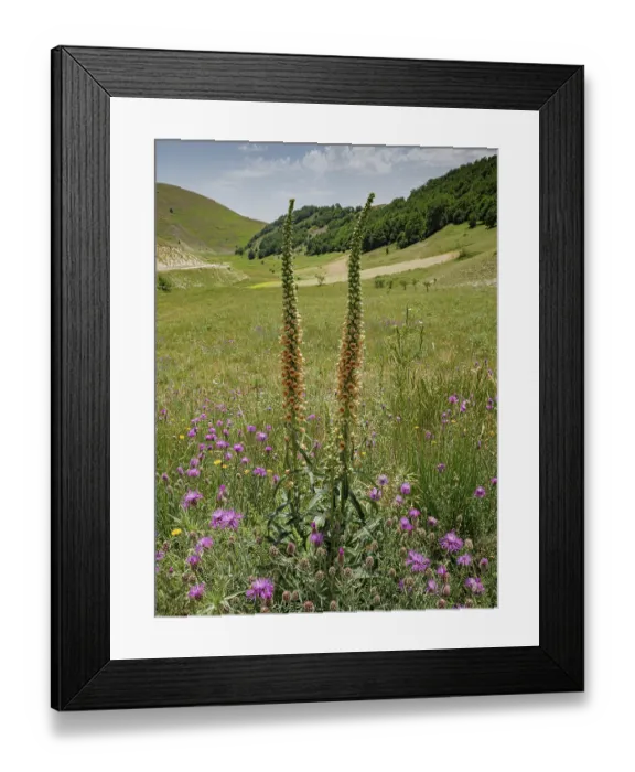 Framed Print : Rusty foxglove (Digitalis ferruginea) in flower in limestone meadow, Piano Perdita, Castelluccio di Norcia, Italy. July Framed Print : Rusty foxglove (Digitalis ferruginea) in flower in limestone meadow, Piano Perdita, Castelluccio di Norcia, Italy. July