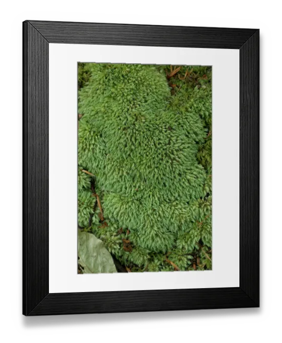 Framed Print : Pin cushion moss (Leucobryum glaucum) close up, Golitha Fall, Cornwall, UK. May Framed Print : Pin cushion moss (Leucobryum glaucum) close up, Golitha Fall, Cornwall, UK. May