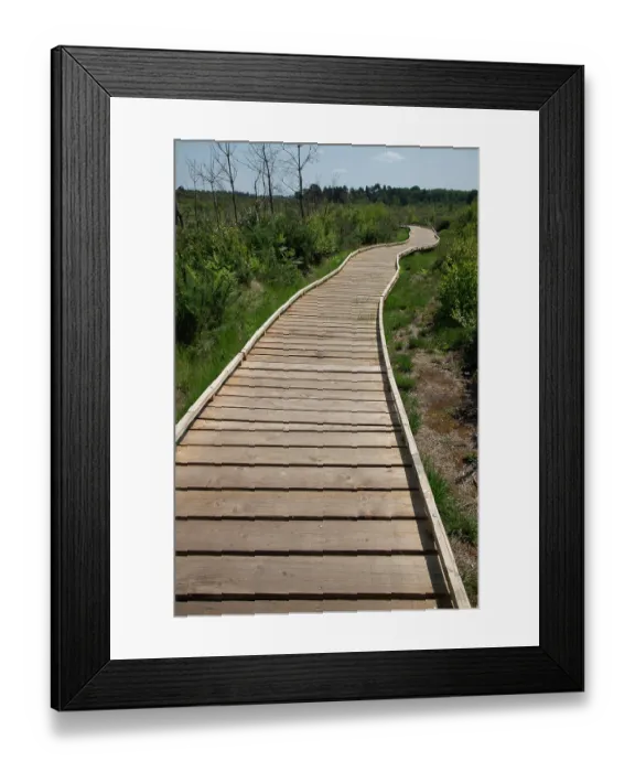 Framed Print : New boardwalk, installed after major fire three years prior, Thursley Common National Nature Reserve, Surrey, UK. June, 2023 Framed Print : New boardwalk, installed after major fire three years prior, Thursley Common National Nature Reserve, Surrey, UK. June, 2023