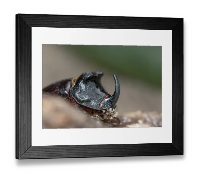 Framed Print : Rhinoceras beetle (Oryctes nasicornis) portrait, Portugal. June Framed Print : Rhinoceras beetle (Oryctes nasicornis) portrait, Portugal. June