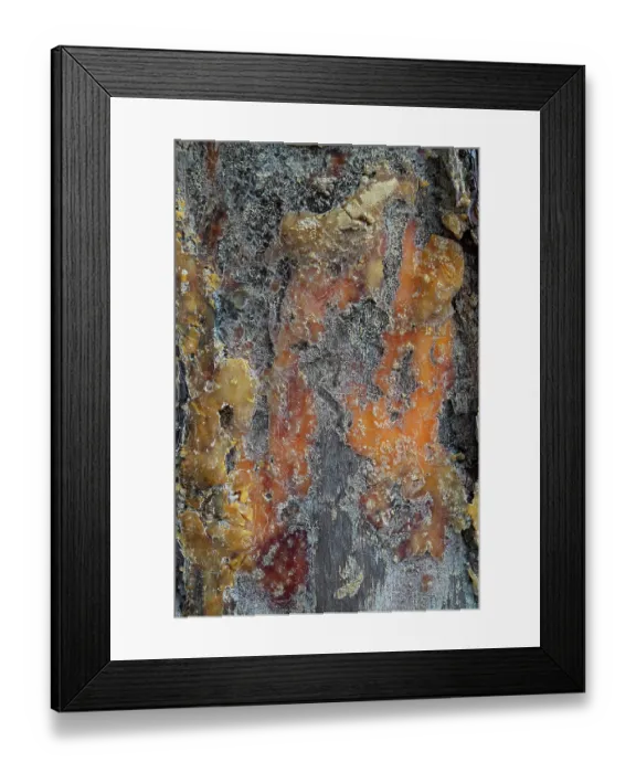 Framed Print : Maritime pine (Pinus pinea) tree bark with solidified resin following resin tapping, Portugal. June Framed Print : Maritime pine (Pinus pinea) tree bark with solidified resin following resin tapping, Portugal. June