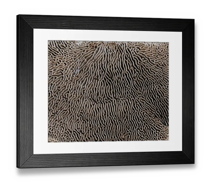 Framed Print : Oak mazegill fungus (Daedalea quercina) underside showing gills, Surrey, UK. April Framed Print : Oak mazegill fungus (Daedalea quercina) underside showing gills, Surrey, UK. April