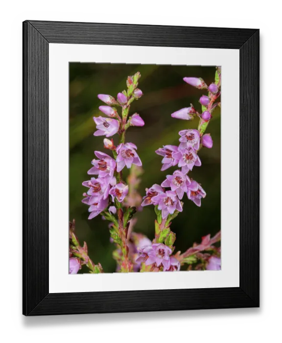Framed Print : Heather (Calluna vulgaris) in flower, Geneva, Switzerland. July. Focus stacked Framed Print : Heather (Calluna vulgaris) in flower, Geneva, Switzerland. July. Focus stacked