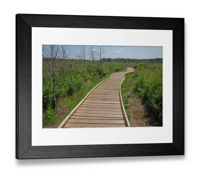 Framed Print : New boardwalk, installed after major fire three years prior, Thursley Common National Nature Reserve, Surrey, UK. June, 2023 Framed Print : New boardwalk, installed after major fire three years prior, Thursley Common National Nature Reserve, Surrey, UK. June, 2023
