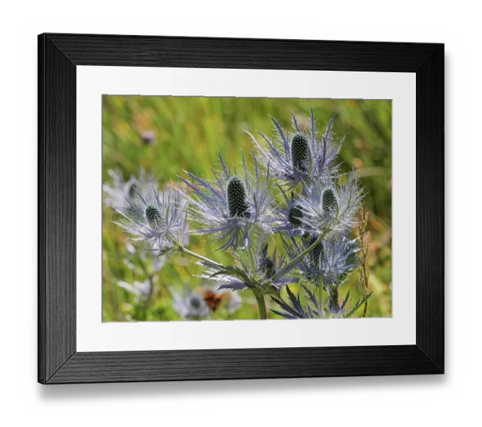 Framed Print : Alpine sea holly (Eryngium alpinum) in flower, Hautes-Alpes, France. July Framed Print : Alpine sea holly (Eryngium alpinum) in flower, Hautes-Alpes, France. July