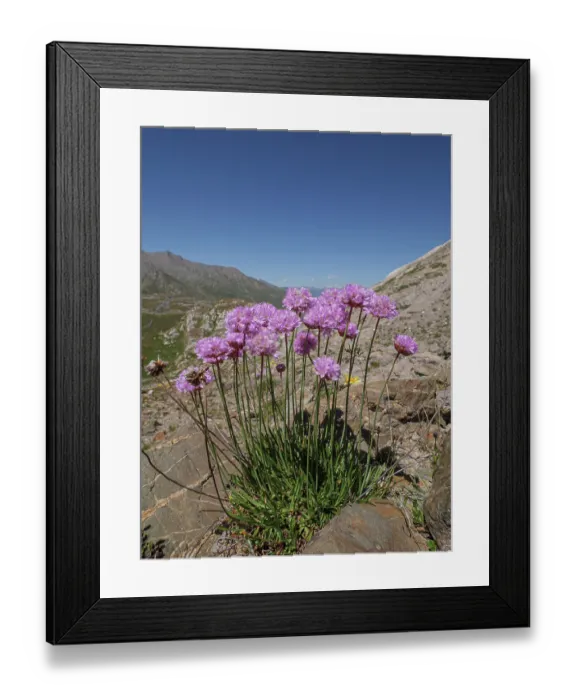 Framed Print : Alpine thrift (Armeria alpina) in flower on mountainside, Col du Galibier, Hautes-Alpes, France. July