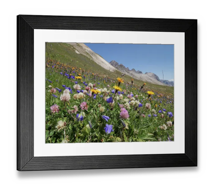 Framed Print : Mountainside meadow display of wildflowers with Scheuchzer's bellflower (Campanula scheuchzeri), Alpine hawkweed (Hieracium alpinum)