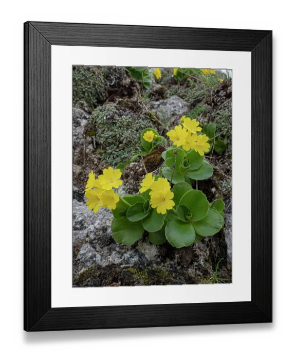 Framed Print : Bear's ear primrose (Primula auricula) in flower, Campo Imperatore, Gran Sasso, Abruzzo, Italy. May Framed Print : Bear's ear primrose (Primula auricula) in flower, Campo Imperatore, Gran Sasso, Abruzzo, Italy. May