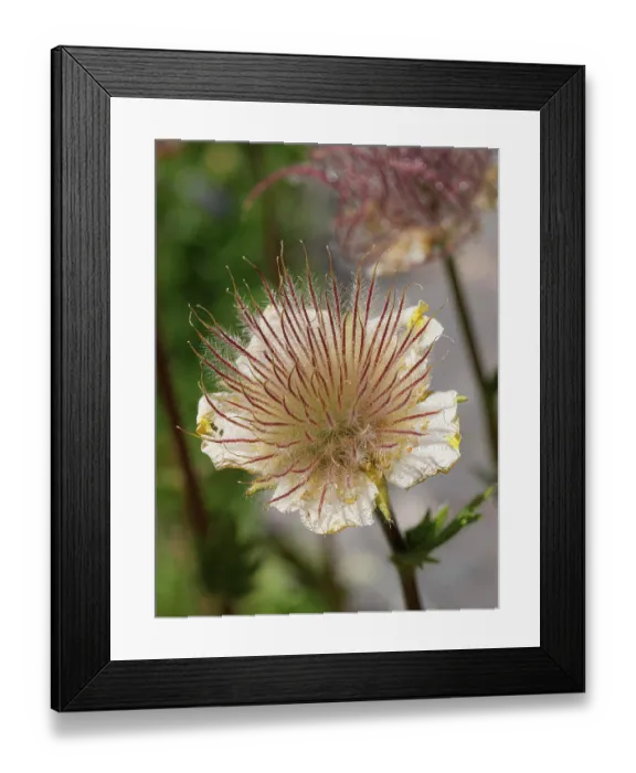 Framed Print : Alpine avens (Geum montanum) in flower, Col du Galibier, Hautes-Alpes, France. July Framed Print : Alpine avens (Geum montanum) in flower, Col du Galibier, Hautes-Alpes, France. July